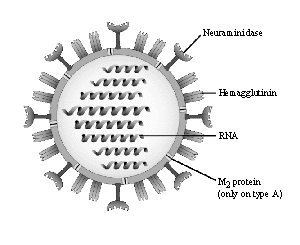 Influenza Virus